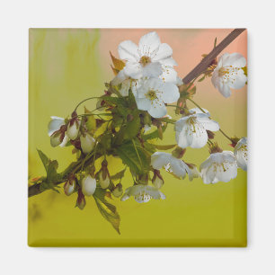 Cherry Blossom Magnet