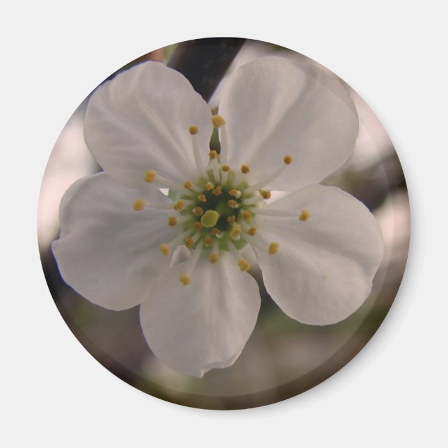 Cherry Blossom Magnet (Front)