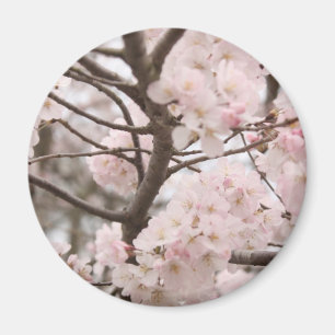 Cherry Blossom Magnet (round)