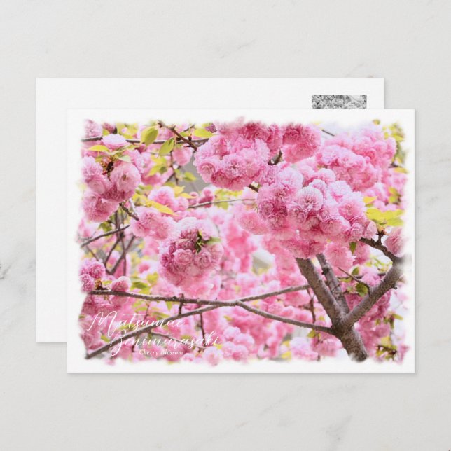 Cherry Blossom "Matsumae-benimurasaki" Postcard (Front/Back)