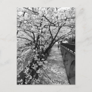 Cherry Blossom: Meguro River, Tokyo Postcard
