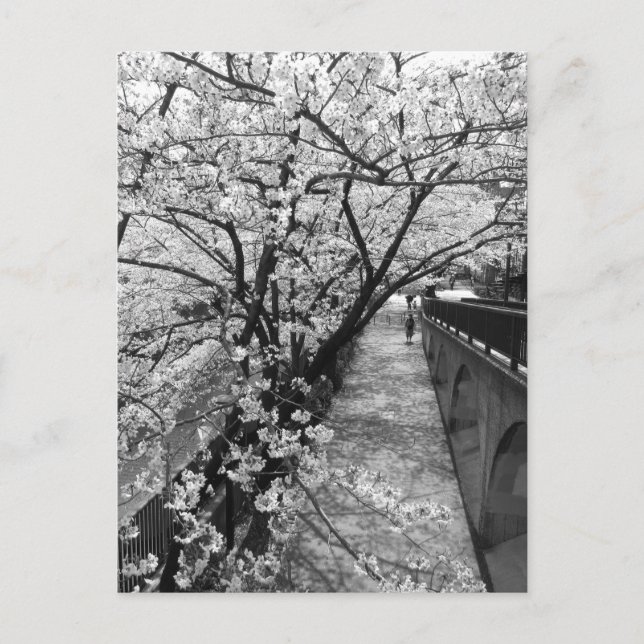 Cherry Blossom: Meguro River, Tokyo Postcard (Front)