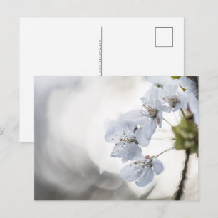 Cherry blossom nature photo holiday postcard
