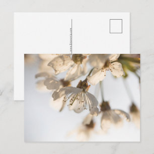 Cherry blossom nature photo holiday postcard