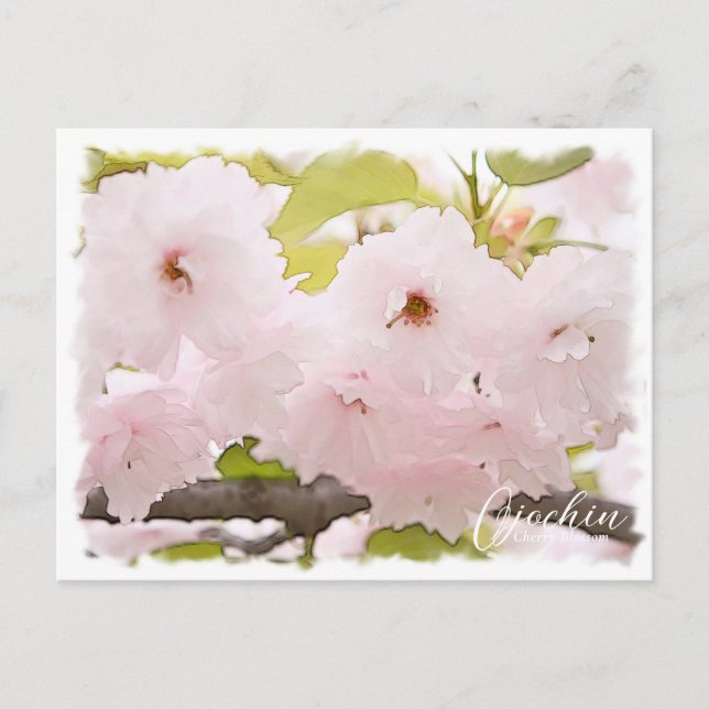 Cherry Blossom "Ojochin" ポストカード Postcard (Front)