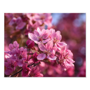 Cherry Blossom Photo Print