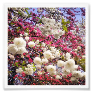 Cherry Blossom Photo Print
