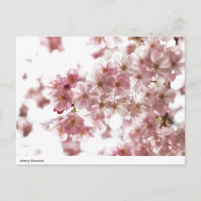 cherry blossom postcard (Front)
