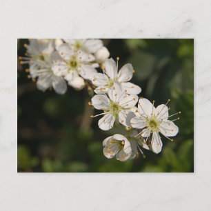 Cherry Blossom Postcard