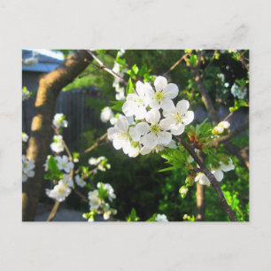 Cherry Blossom Postcard