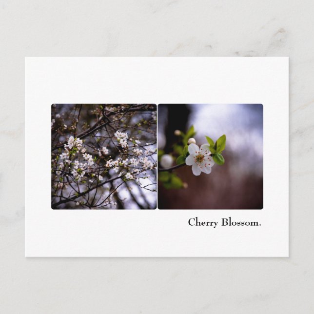 Cherry Blossom Postcard (Front)