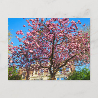 Cherry Blossom Postcard