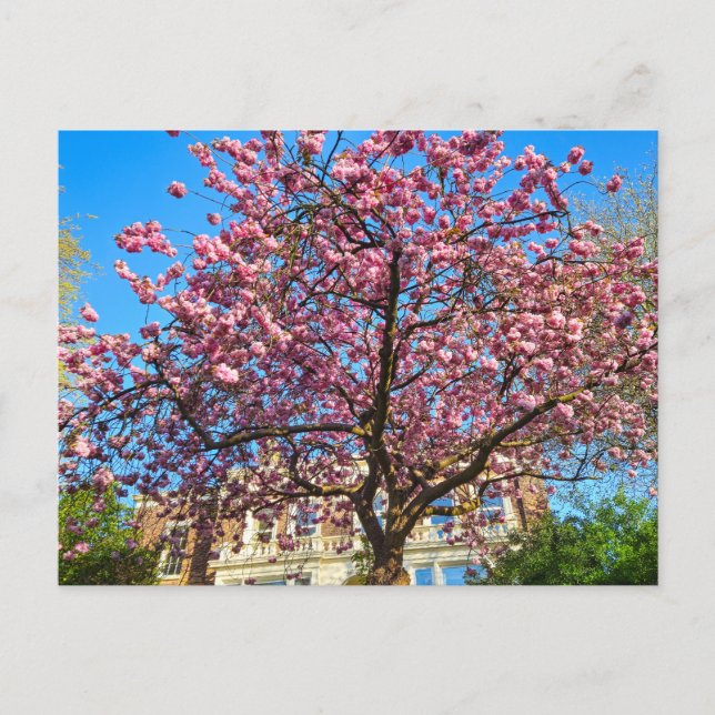 Cherry Blossom  Postcard (Front)