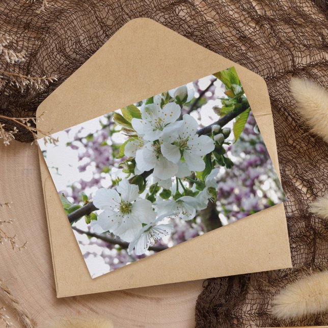 Cherry Blossom Postcard (Creator Uploaded)