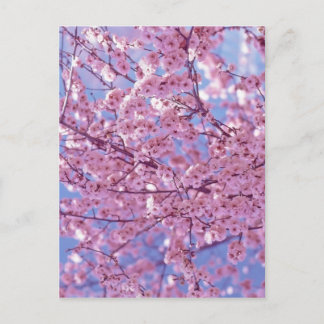 Cherry Blossom Postcard