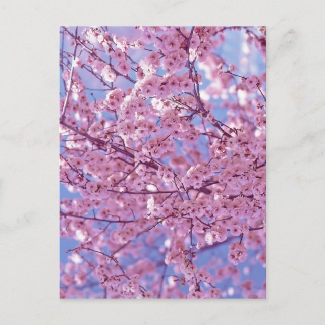 Cherry Blossom Postcard (Front)