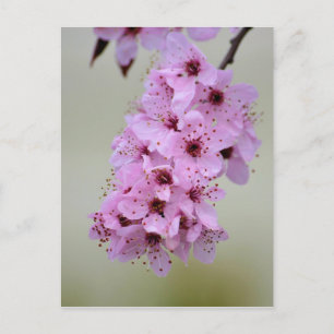 Cherry Blossom Postcard