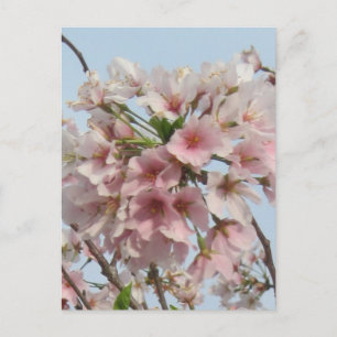 Cherry Blossom Postcard