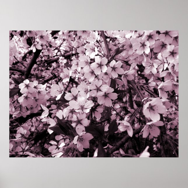 Cherry Blossom Poster (Front)