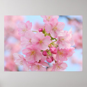 Cherry blossom poster