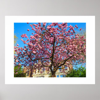 Cherry Blossom Poster