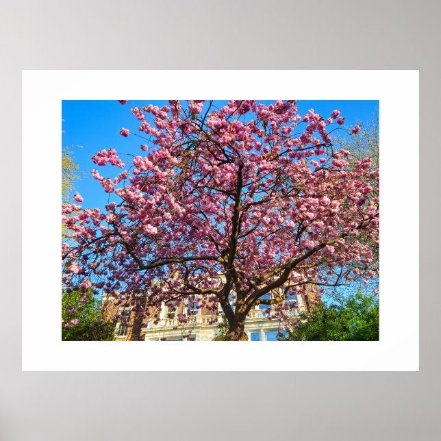 Cherry Blossom  Poster (Front)