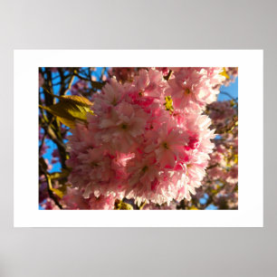 Cherry blossom poster