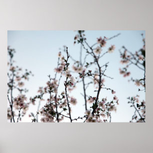 cherry blossom poster