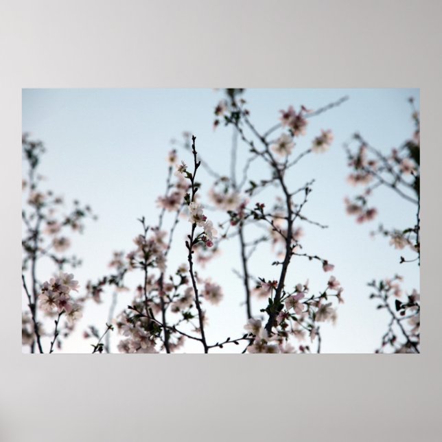cherry blossom poster (Front)