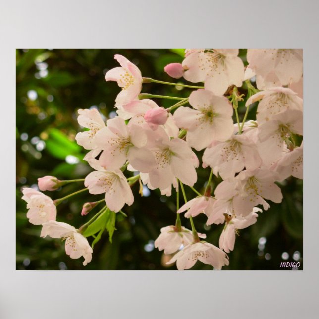Cherry Blossom Print White Flower Poster Print (Front)