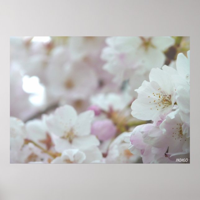 Cherry Blossom Print White Flower Poster Print (Front)