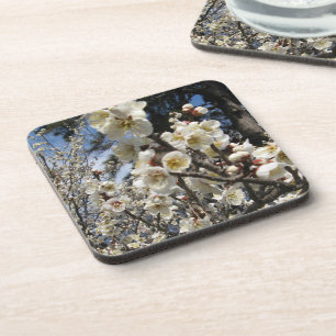 Cherry Blossom / Sakura / サクラ(桜) Coaster