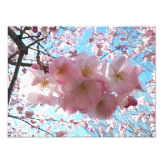 Cherry Blossom Sakura Photo Enlargement Print