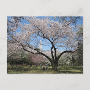Cherry Blossom: Shinjuku Gyoen Garden, Tokyo Postcard