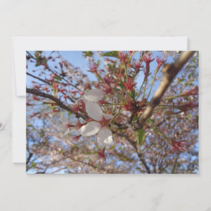 Cherry Blossom Spring Greeting Card