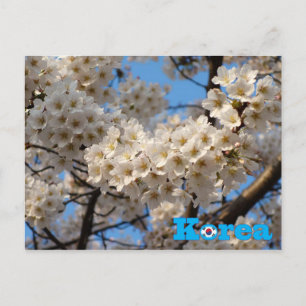 Cherry Blossom Spring in Korea Postcard