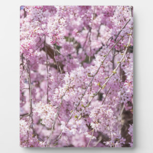 Cherry Blossom Spring Plaque