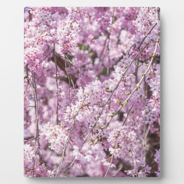 Cherry Blossom Spring Plaque (Front)