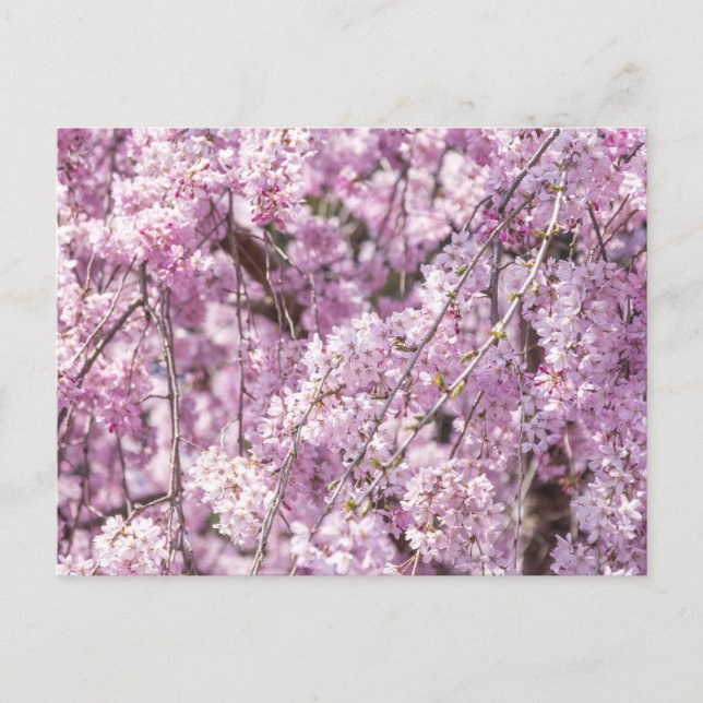 Cherry Blossom Spring Postcard (Front)