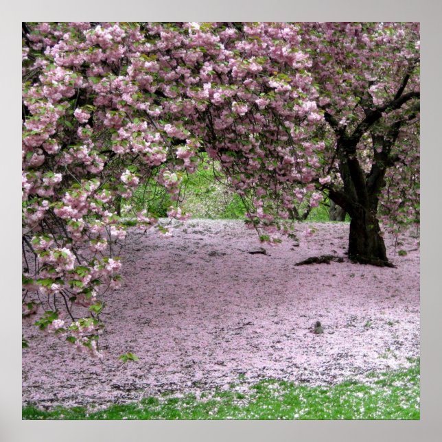 cherry blossom spring poster FROM 8.99 (Front)