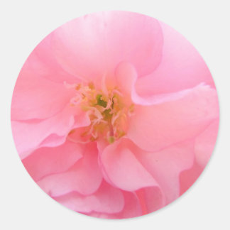 Cherry Blossom Stickers