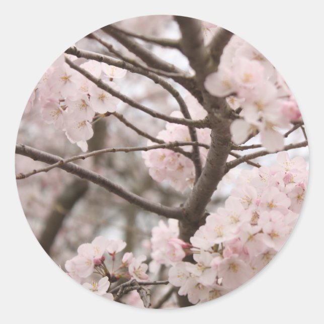 Cherry Blossom Stickers (Front)