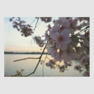 Cherry Blossom Sunset in Washington DC Tissue Paper
