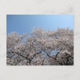Cherry Blossom: Tokyo, Japan Postcard