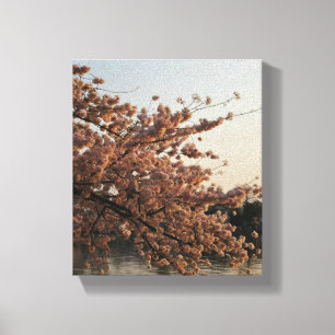 Cherry Blossom Tree Canvas Print