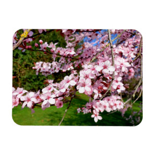 Cherry Blossom Tree in the Park Magnet