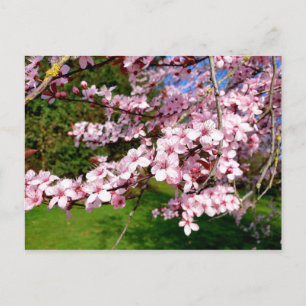 Cherry Blossom Tree in the Park Postcard