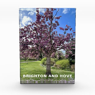 Cherry Blossom Tree Park in Brighton Spring time Photo Block