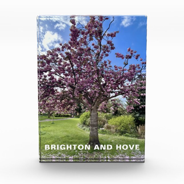 Cherry Blossom Tree Park in Brighton Spring time Photo Block (Front)