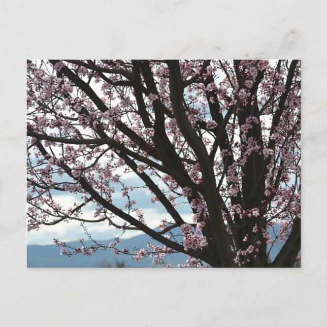 Cherry Blossom Tree Postcard (Front)